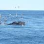 USA - Baleine à bosse...