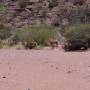 Argentine - Guanacos dans le parc de Talampaya