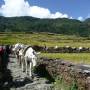 Inde - Treck du Sanctuaire des Annapurnas