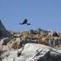 Argentine - Cormorans