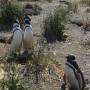 Argentine - Magellan Pinguins