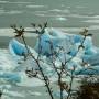 Argentine - Perito Moreno 5