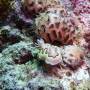 Philippines - Nudibranche