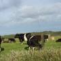 Nouvelle-Zélande - Des oiseaux et des vaches