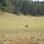 Mexique - un bolcho en el campo sur la route de Oaxaca