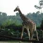 Singapour - Zoo de Singapour