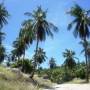 Thaïlande - Ko Tao, randonnée entre les cocotiers