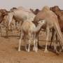 Mauritanie - 