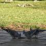 Australie - Les pigeons à crête