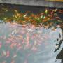 Chine - Poissons sacres