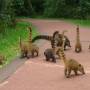 Argentine - Une famille coati