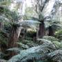 Nouvelle-Zélande - Foret de fougeres geantes ou "Silver Fern" symbole de la NZ