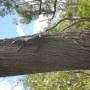 Australie - Goanna