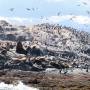 Argentine - Otaries et cormorans